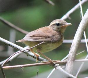 Urosphena squameiceps