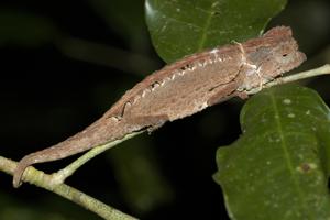 Brookesia antakarana