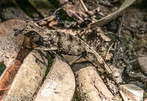 Brookesia therezieni