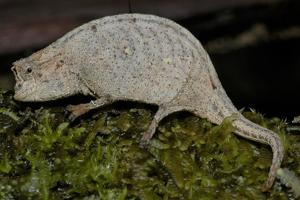 Brookesia ramanantsoai