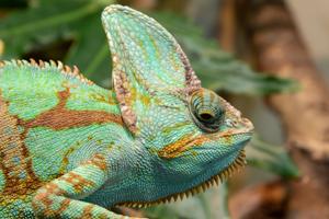 Chamaeleo calyptratus