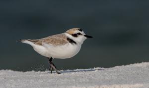 utils/thumbs/Charadriidae/Anarhynchus_8ioPeGhdSu4nZtXoNEvcen.jpg