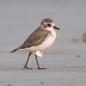 Anarhynchus mongolus