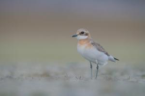 Anarhynchus atrifrons