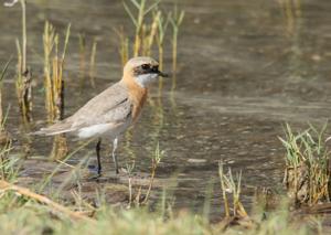 Anarhynchus mongolus