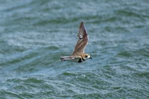 Anarhynchus falklandicus