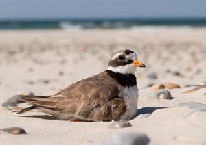 Charadrius hiaticula