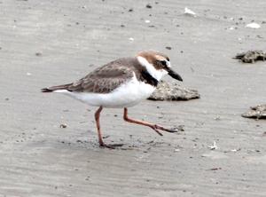 Anarhynchus wilsonia