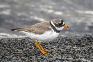 Charadrius hiaticula