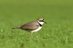 Charadrius dubius