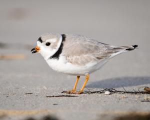 Charadrius melodus