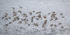 Charadrius hiaticula