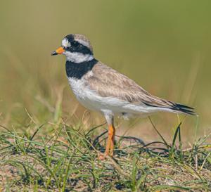 Charadrius hiaticula