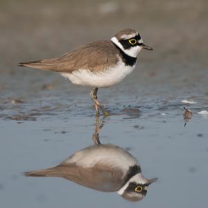 Charadrius dubius