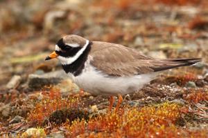 Charadrius hiaticula