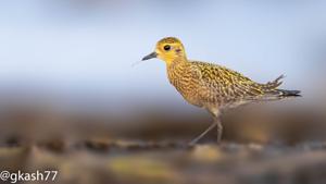 Pluvialis fulva