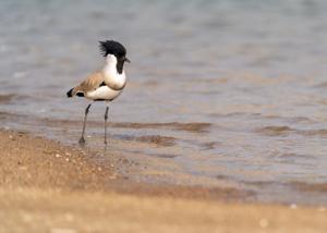Vanellus duvaucelii