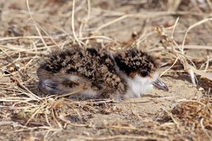 Vanellus miles