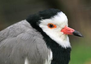 Vanellus crassirostris