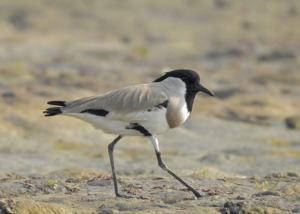 Vanellus duvaucelii