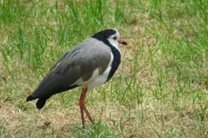 Vanellus crassirostris