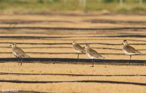 Vanellus gregarius