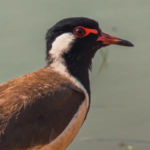 Vanellus indicus