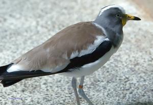 Vanellus albiceps