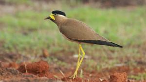 Vanellus malabaricus