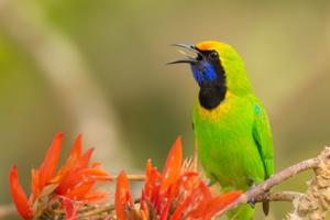 Chloropsis aurifrons