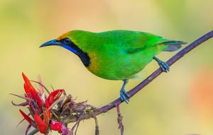 Chloropsis aurifrons