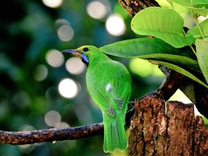 Chloropsis aurifrons