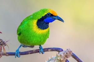 Chloropsis aurifrons