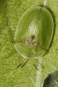 Cassida rubiginosa
