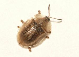 utils/thumbs/Chrysomelidae/Cassida_fEpugkBvXqFCZmja575X9B.jpg