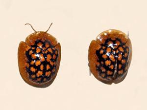 utils/thumbs/Chrysomelidae/Chiridopsis_5aLuEqrDApMmLyTvGiu9uf.jpg