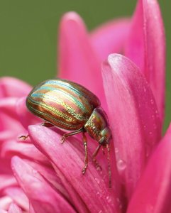 Chrysolina americana