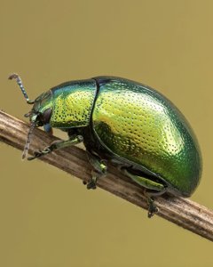 Chrysolina herbacea