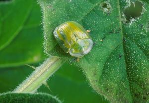 utils/thumbs/Chrysomelidae/Gratiana_Byqp5PptNMoiHkdGdQZGKs.jpg