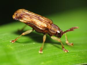 utils/thumbs/Chrysomelidae/Sumitrosis_KHST5jDku3whXtKhrUpan9.jpg