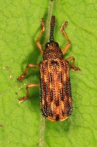 Sumitrosis inaequalis