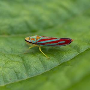 Graphocephala coccinea