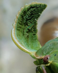 Cystosoma saundersii