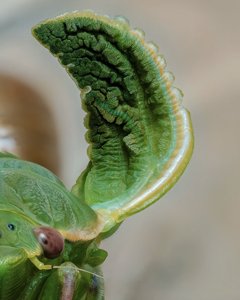 Cystosoma saundersii