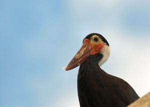 Ciconia stormi