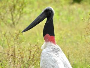 Jabiru mycteria