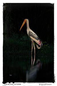 Mycteria leucocephala