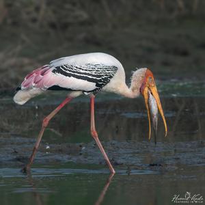 Mycteria leucocephala