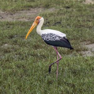 utils/thumbs/Ciconiidae/Mycteria_h9Xe7XbP3Avad885mmtHsp.jpg