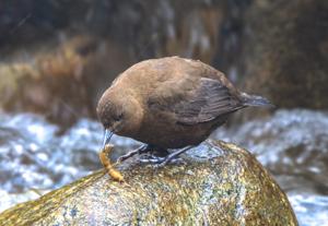 Cinclus pallasii tenuirostris